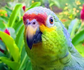 Parrot Costa Rica