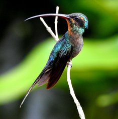 Birdwatching Guanacaste