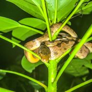 Snake of Costa Rica