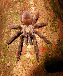 Tarantula Costa Rica