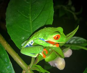 Red eye frog Costa Rica
