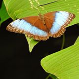 Mariposa de Costa Rica