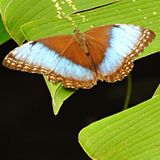 Butterflies Cost Rica